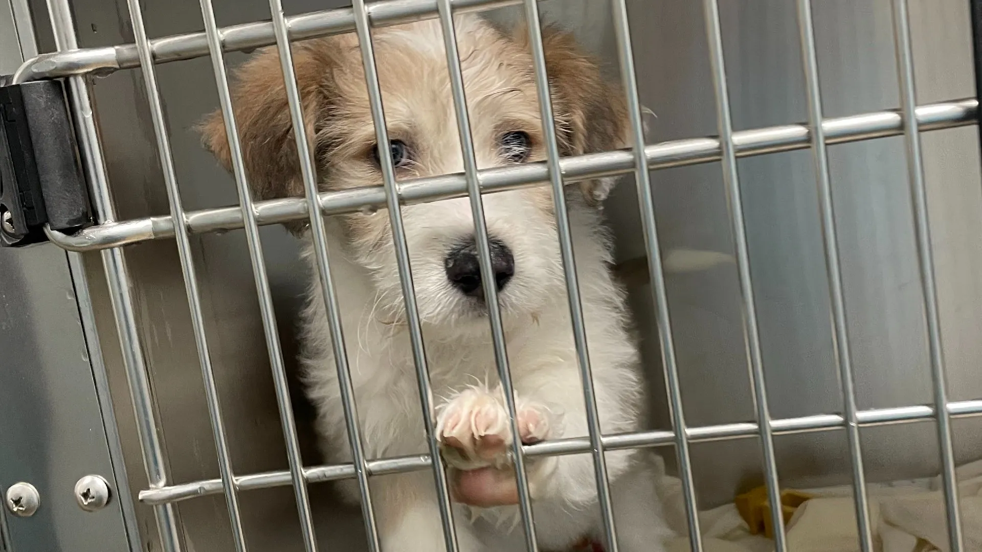 A photo of a young dog at a shelter