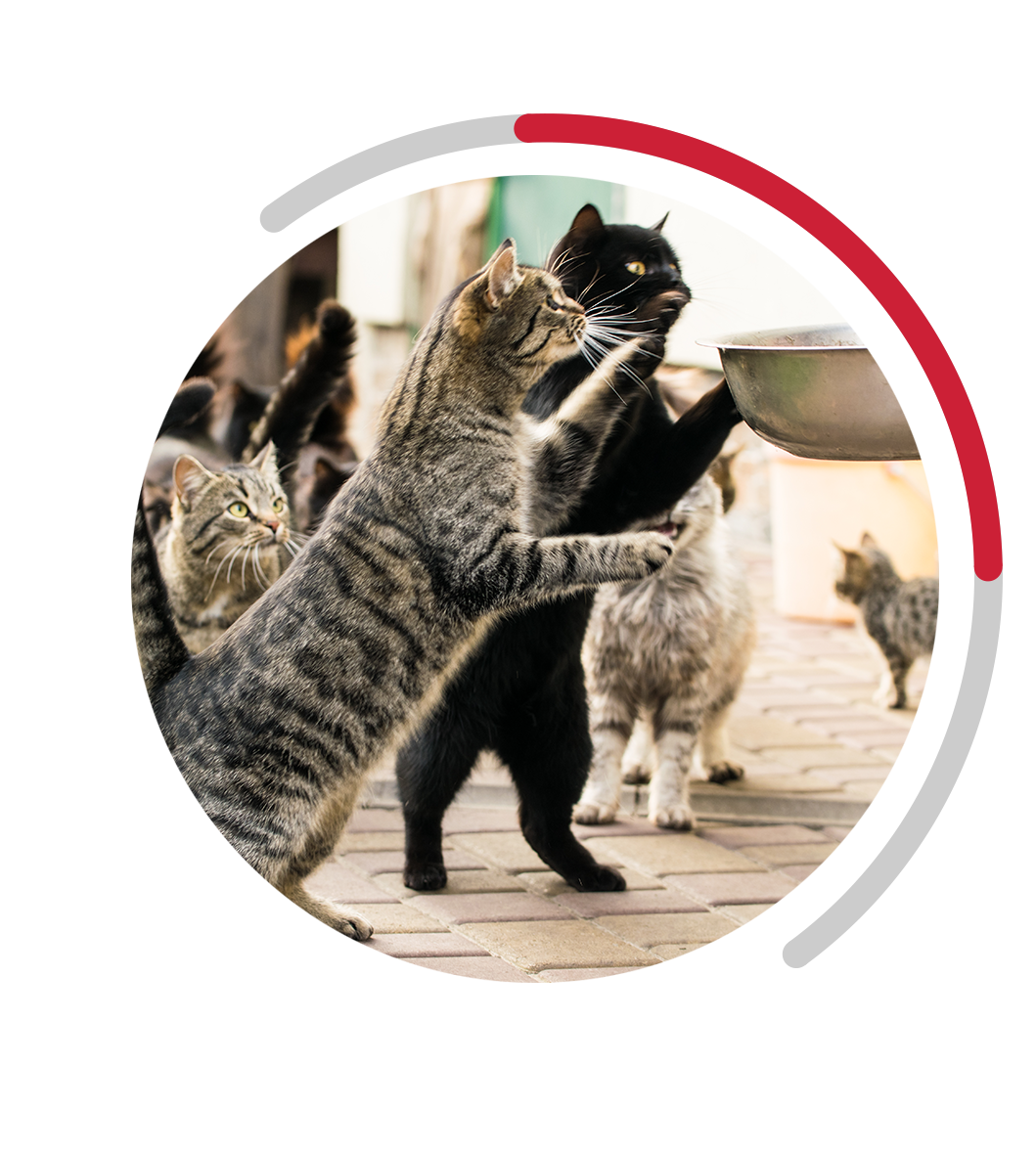 Cats working together to get water